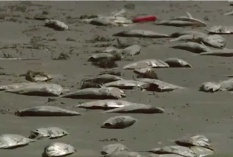 Red Tide Hits Galveston Beach Hundreds of Thousands of Dead Fish Wash