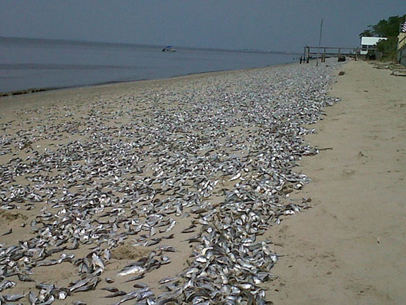 Red Tide Hits Galveston Beach: Hundreds of Thousands of Dead Fish Wash ...